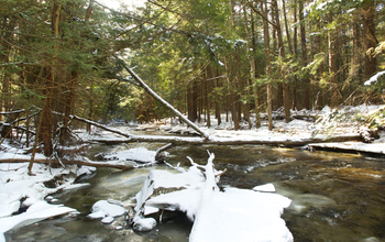 Winter at NSF's Harvard Forest LTER site, where forest ecosystem studies are taking place.
